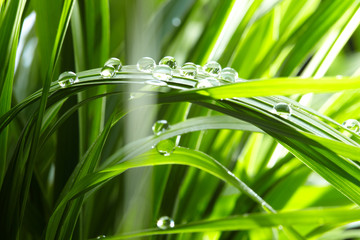 Naklejki  krople wody na zielonej trawie