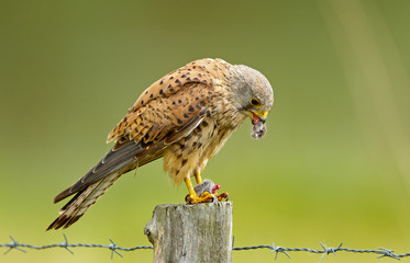 Kestrel male with a prey