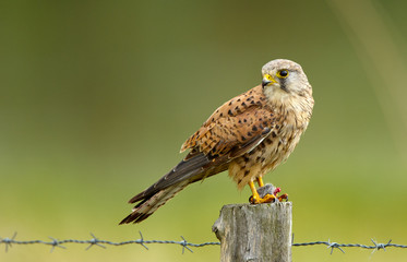 Young common Kestrel and a mouse