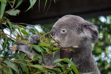 Tableaux ronds sur aluminium brossé Koala 食事中のコアラ