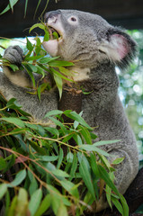 食事中のコアラ