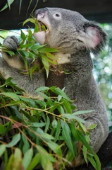 Papier Peint photo Koala Koala pendant un repas