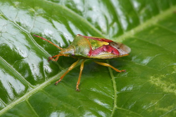 Buntrock (Wanze) - Cyphostethus tristriatus auf Maracuja Blatt