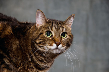 Adult tabby cat