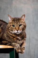 Adult tabby cat