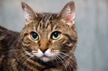 Adult tabby cat