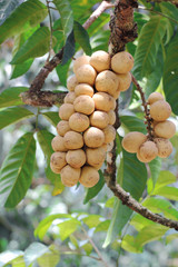 Longan Thai fruit