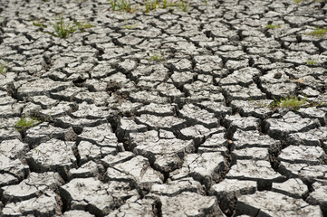 Wetland damaged by drought