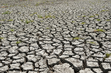 Wetland damaged by drought