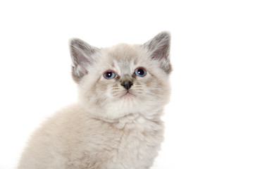 Fototapeta premium Cute kitten on white