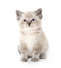 Cute kitten on white