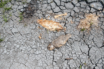 Dead fish on dry wetland