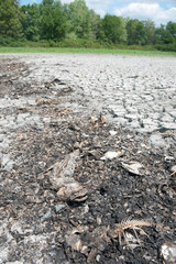 Dead fish on dry wetland