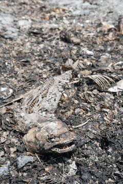 Dead fish on dry wetland