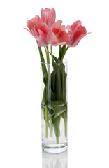 beautiful pink tulips in glass vase isolated on white.
