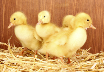 Many duckling on straw on wooden background