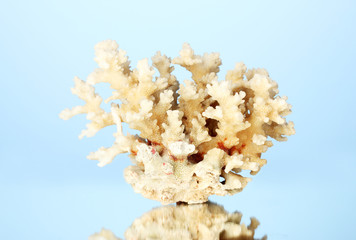 Sea coral on blue background close-up