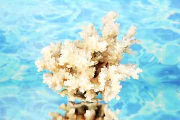 Sea coral on water background close-up