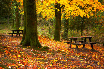 Autumn trees at the park