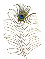 Peacock feather