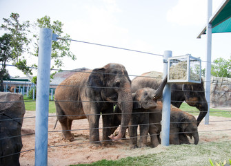 Elephants in zoo
