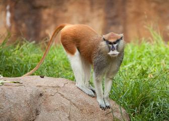 PAtas Monkey standing on rock