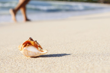 Starfish on the Beach