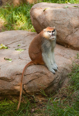 Patas Monkey sitting on rock