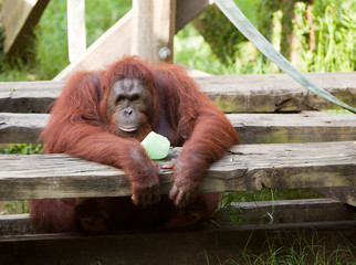 Orangutan