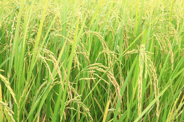 Obraz premium Rice field