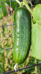 cucumber