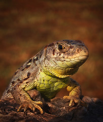 Mówca