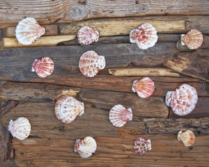 variety of sells on  woods  polished by the sea