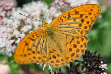 farfalla