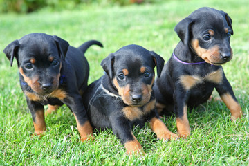 The Miniature Pinscher puppies, 1 months old