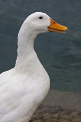 Anatra