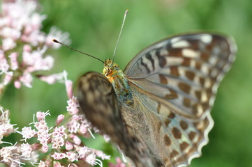 farfalla
