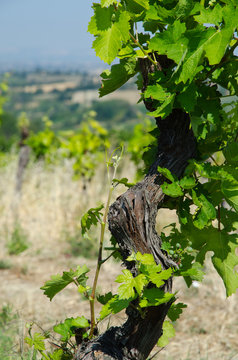 Vitigno dei colli tortonesi