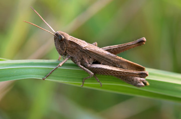 grasshopper on green leaf