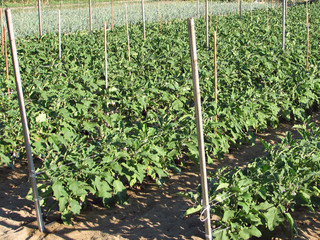 Fototapeta na wymiar mature plants of Eggplant and Aubergine in summer