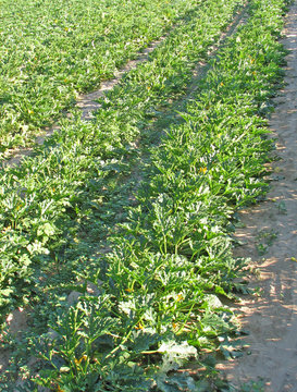 green field zucchini and yellow squash flowers