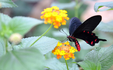 03.1 Tiere - Schmetterling - 0010