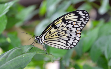 03.1 Tiere - Schmetterling - 0009