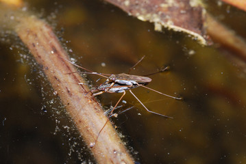 wasserlaeufer aufeinander