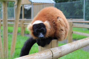 Red Ruffed Lemur (Varecia rubra)
