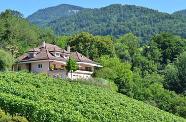 Vineyards in Lavaux region, Switzerland - 43739467