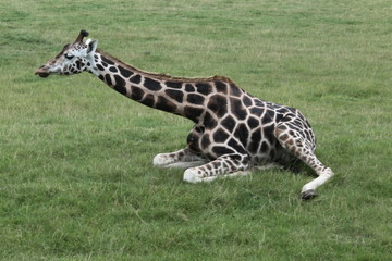 Giraffe (Giraffa camelopardalis)