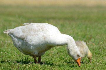 G&auml;nse am fressen
