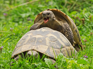 Griechische Landschildkröten (Testudo graeca) beim Liebesakt