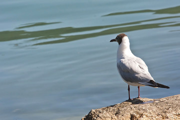 Fototapeta premium gabbiano